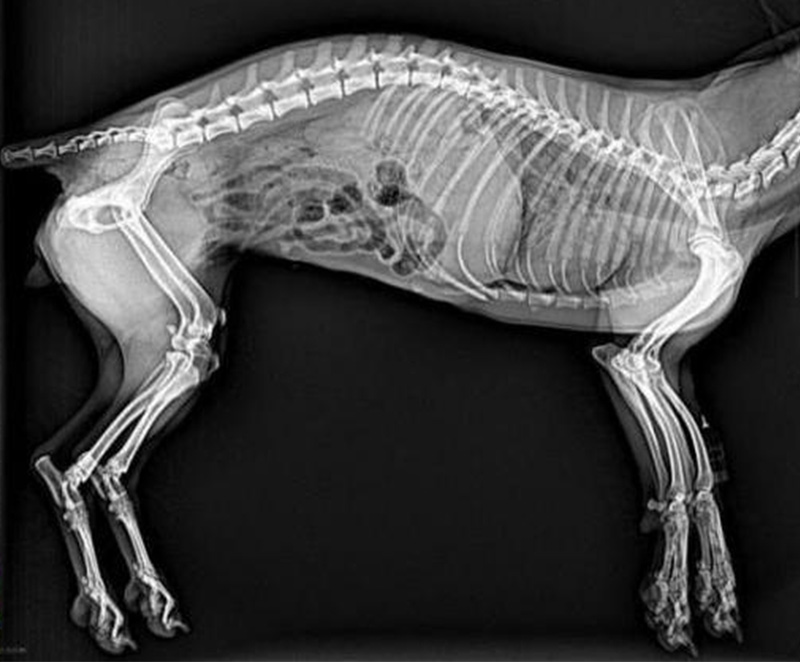 dr，digital portable x ray system for veterinary 5