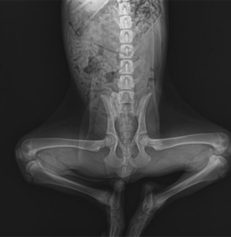 floor mounted digital x ray system for veterinary 4